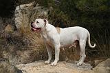 BOULEDOGUE AMERICAIN 414